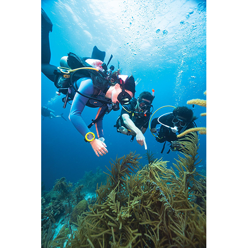 padi-digital-advanced-open-water-diver-video-student-edition